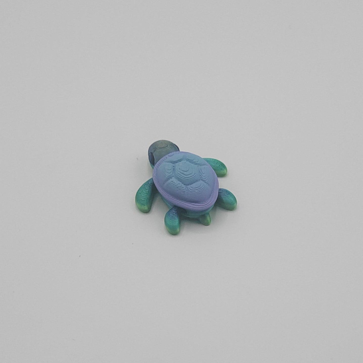Baby Turtle