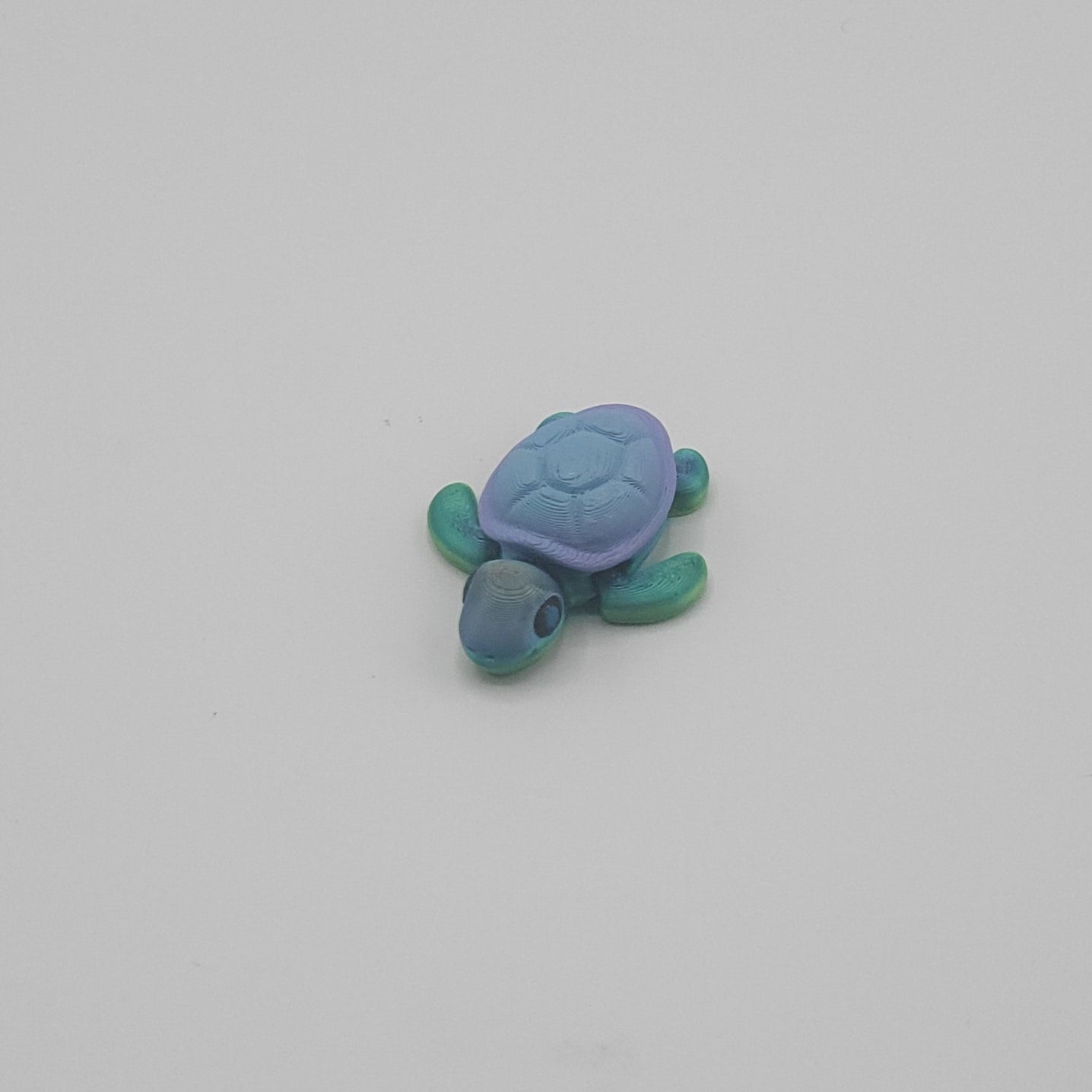 Baby Turtle